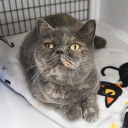Perla image 2