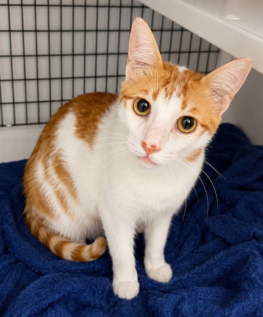 Sunny - Domestic Short Hair