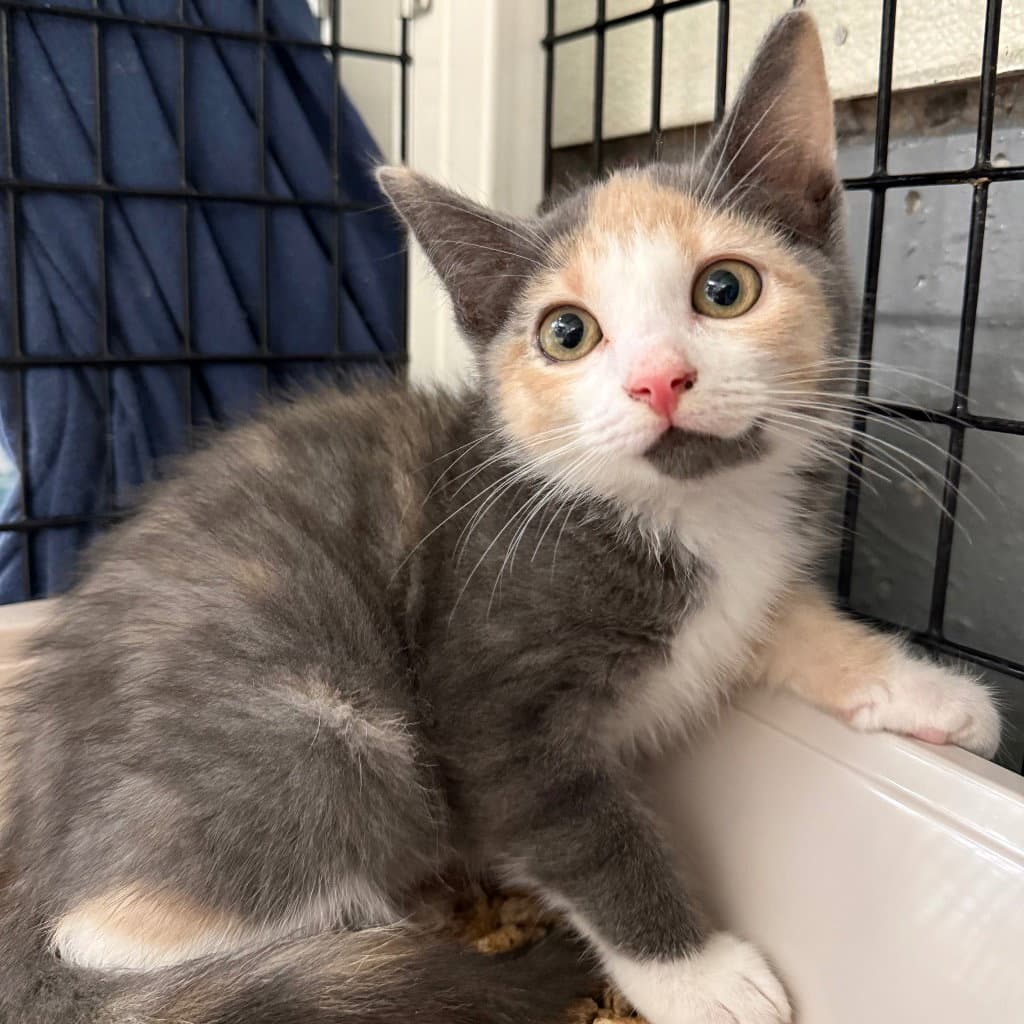 Winika - Domestic Short Hair