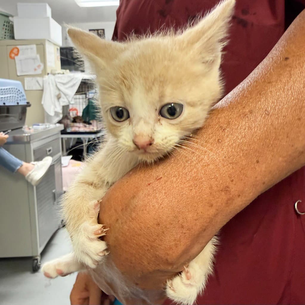 Perri - Domestic Short Hair