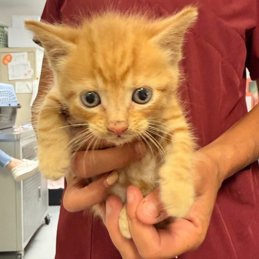 Elwood - Domestic Short Hair