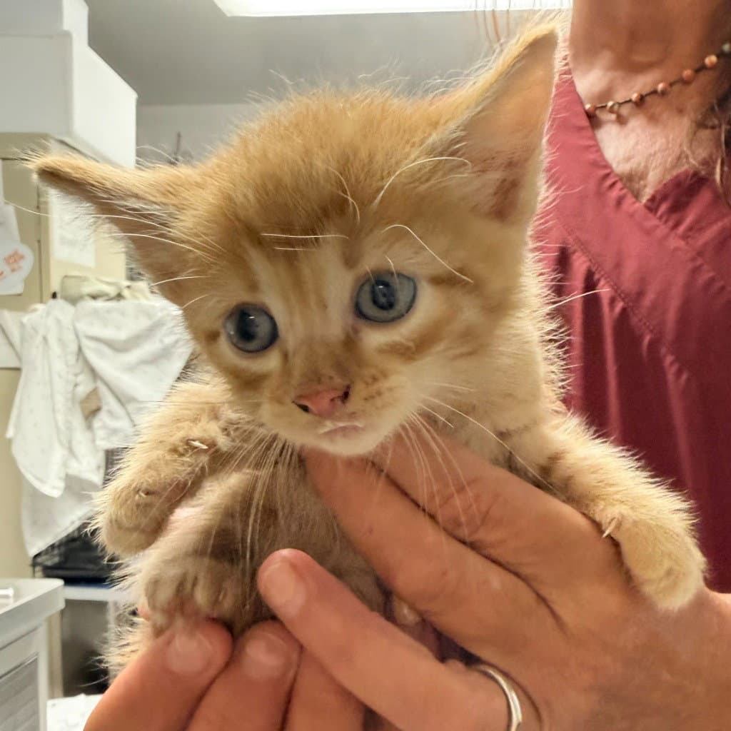 Jake - Domestic Short Hair