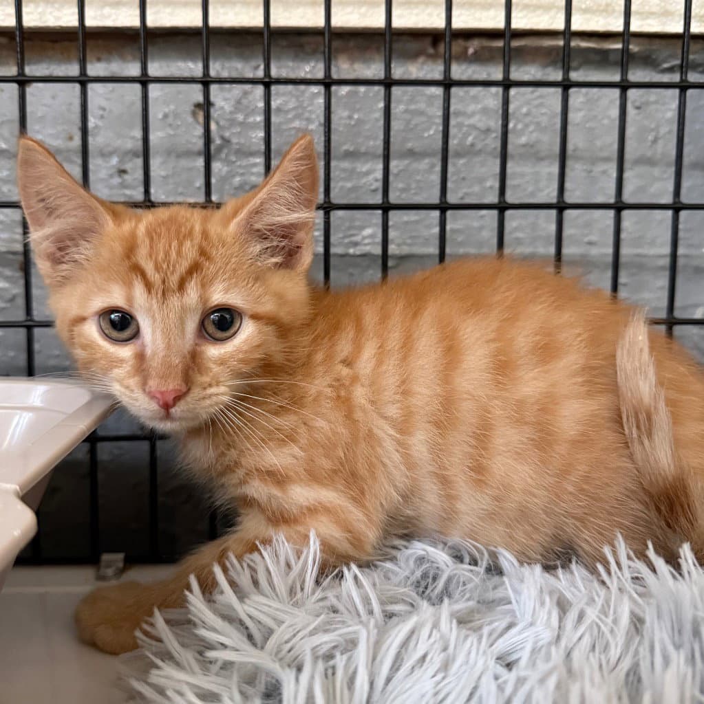 Jake - Domestic Short Hair