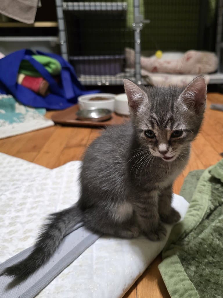 Teller - Domestic Short Hair