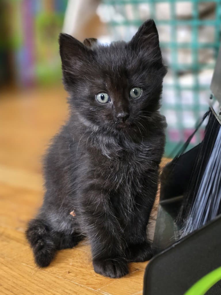 Houdini