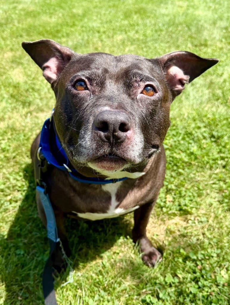 Hank - American Staffordshire Terrier