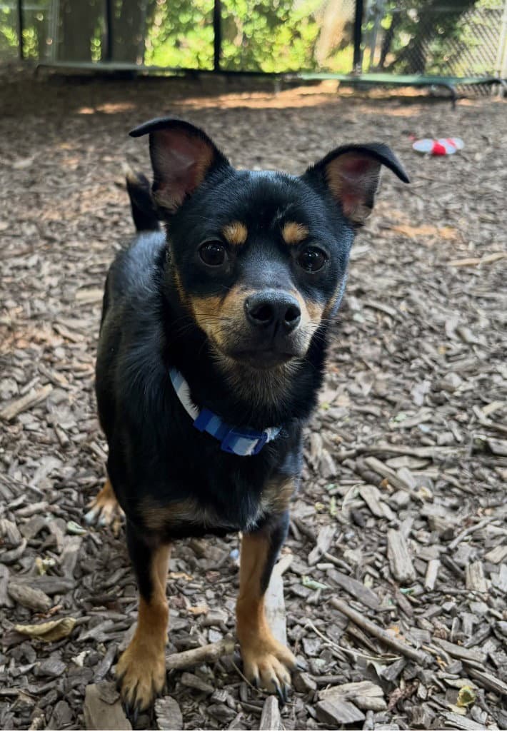 Espresso - Miniature Pinscher