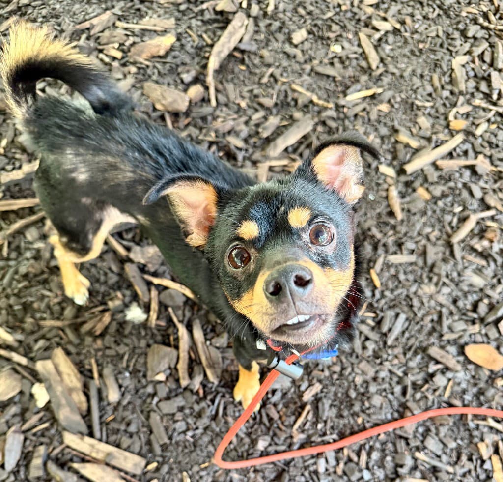 Icee - Miniature Pinscher