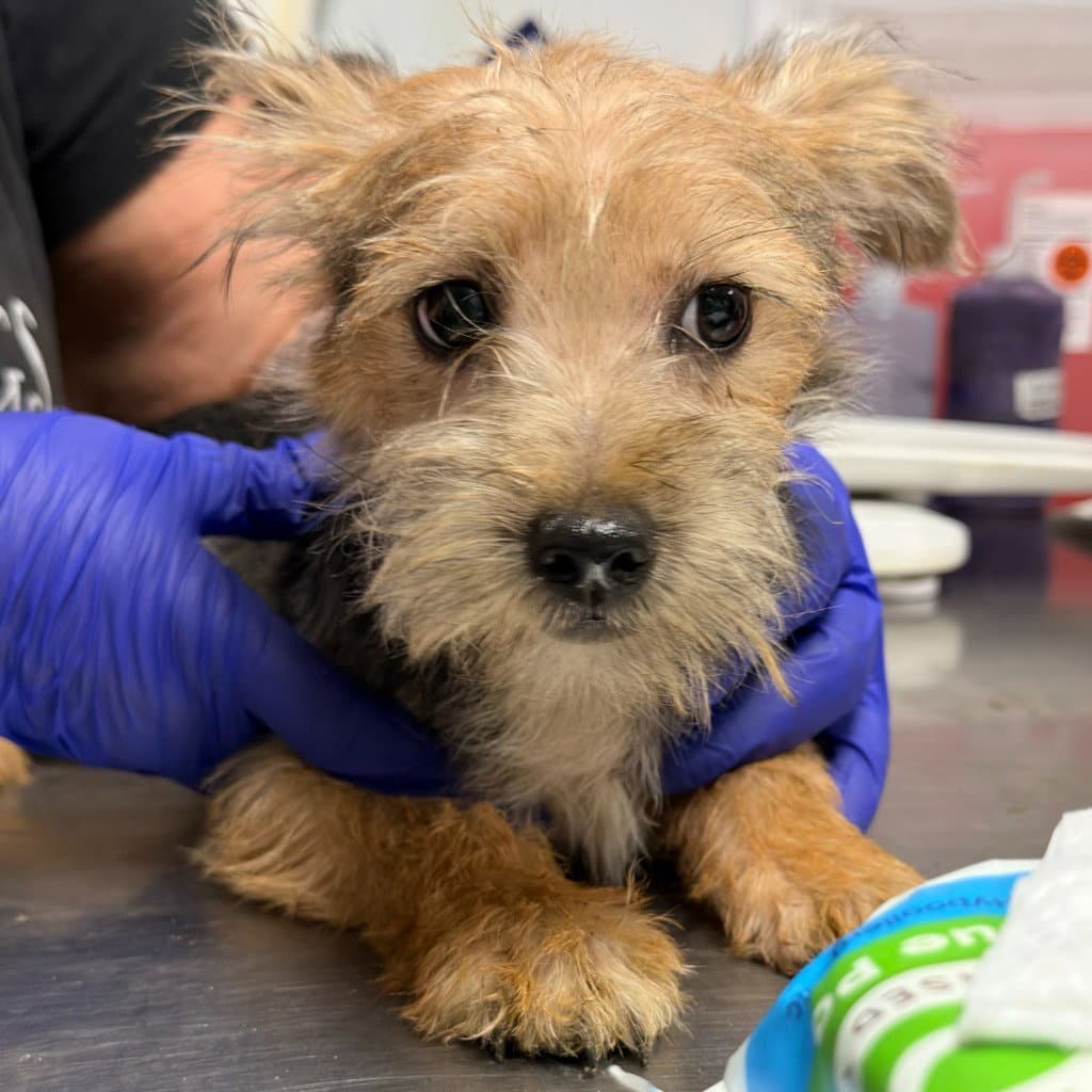 Jellybean - Yorkshire Terrier Yorkie