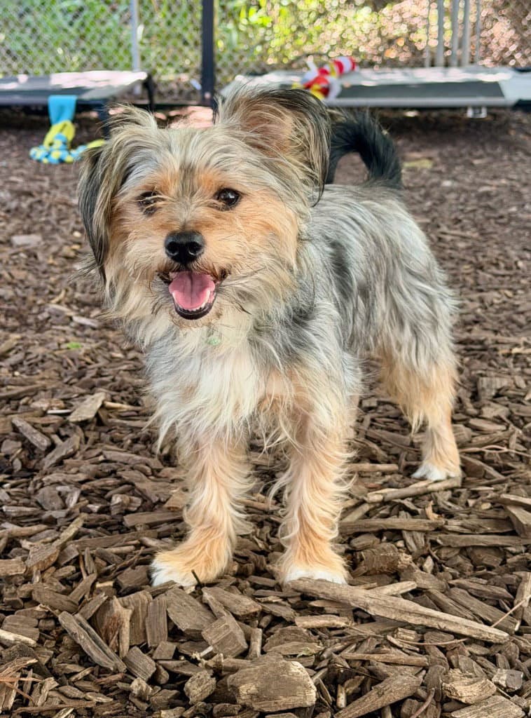 Maurice - Yorkshire Terrier Yorkie