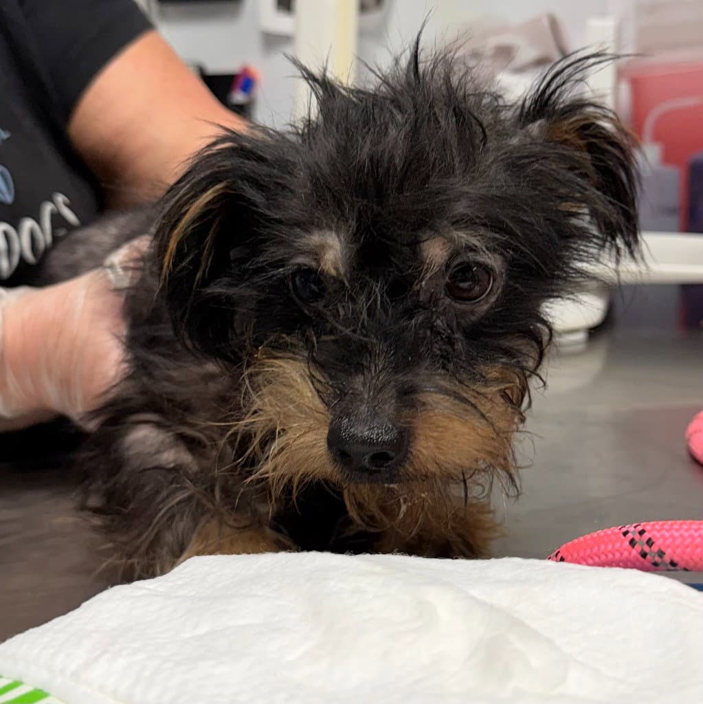 Latte - Yorkshire Terrier Yorkie