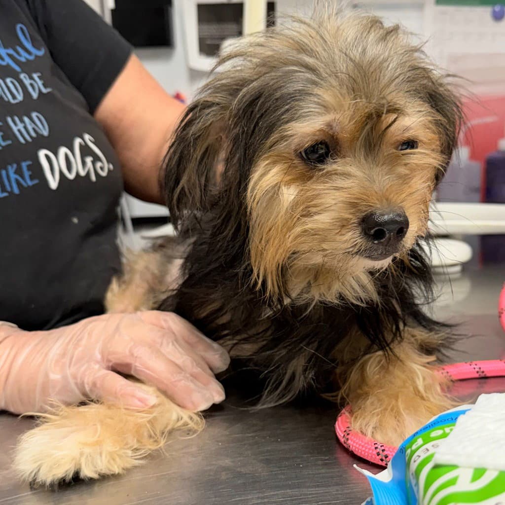 Neptune - Yorkshire Terrier Yorkie