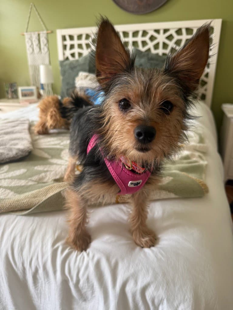 Quinn - Yorkshire Terrier Yorkie