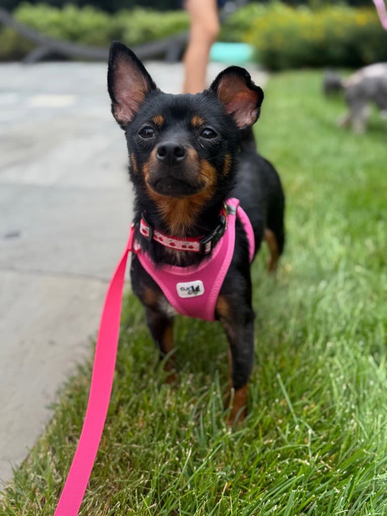 Marcie - Miniature Pinscher