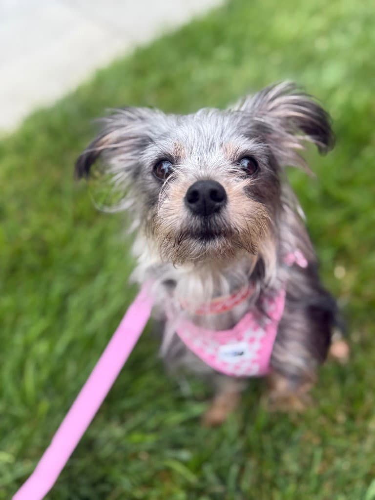 Sprinkles - Yorkshire Terrier Yorkie