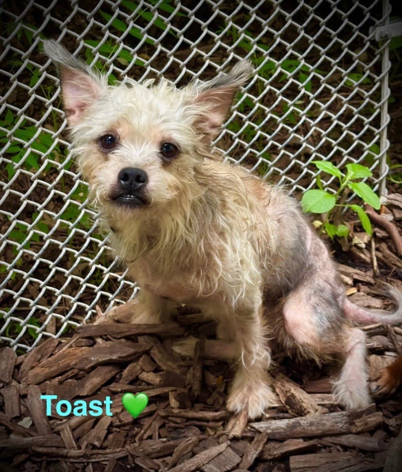 Toast - Yorkshire Terrier Yorkie