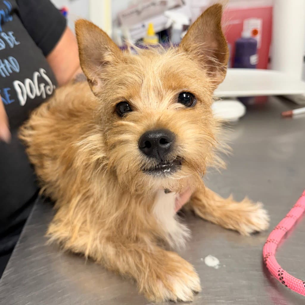 Vanilla - Yorkshire Terrier Yorkie
