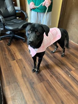 Black Lab Female image 2