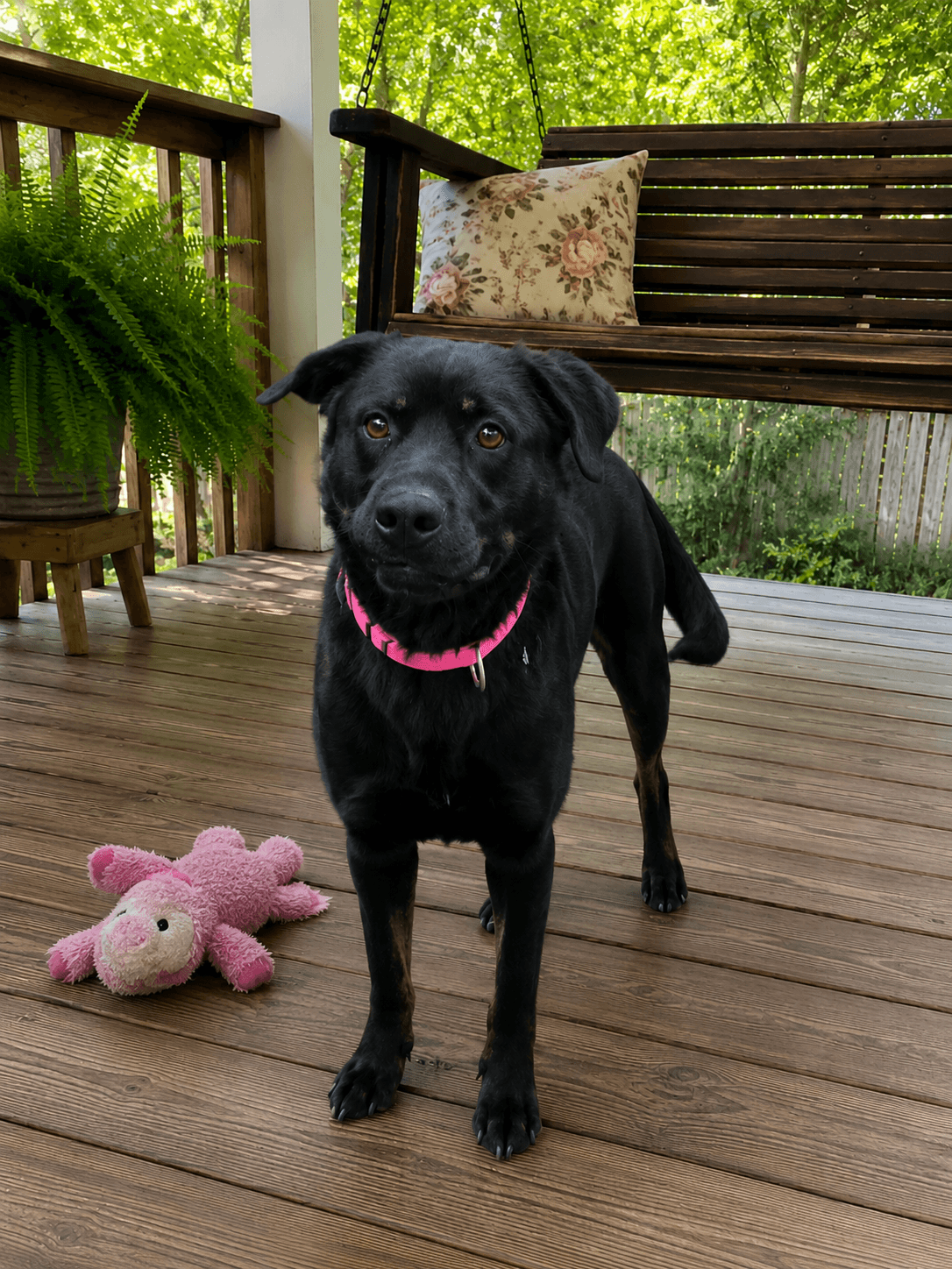 Female Black Lab Black Lab - Black Labrador Retriever