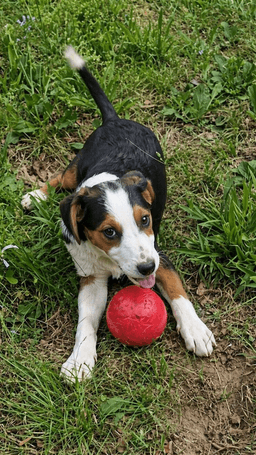Lab Border Collie Puppies image 3