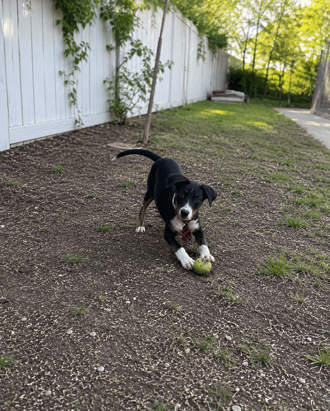 Border Collie Lab Puppies - Border Collie