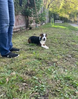 Border Collie Lab Puppies image 3