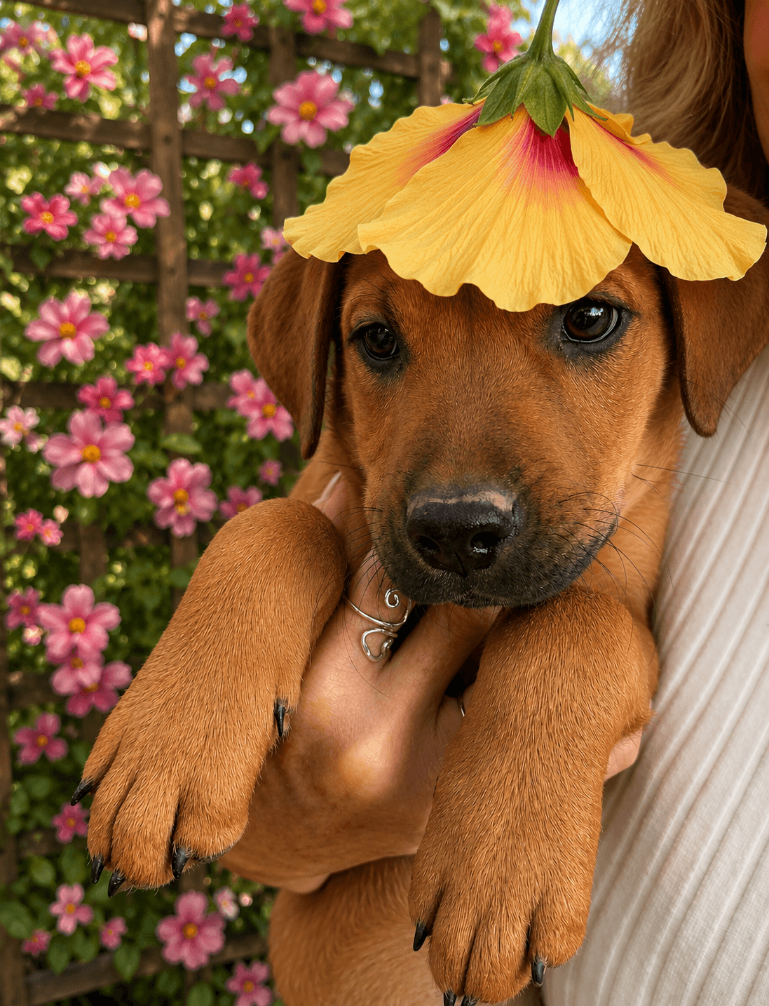 Berry Golden Lab Puppy - Labrador Retriever