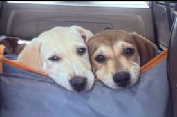 Banana - Golden Lab Puppy image 3