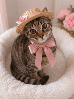 Dorothy image 1
