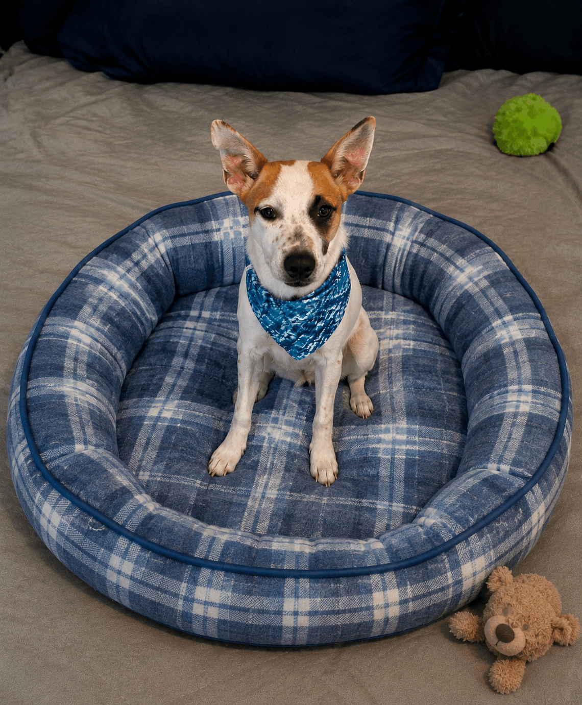 Huckleberry - Smooth Fox Terrier