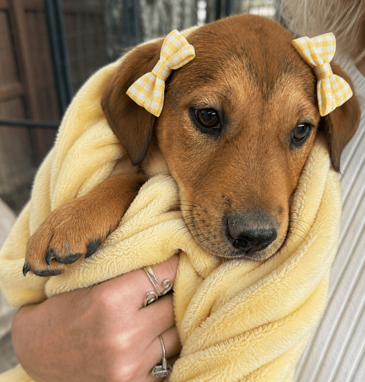 Buffy - Golden Lab Puppy - Labrador Retriever