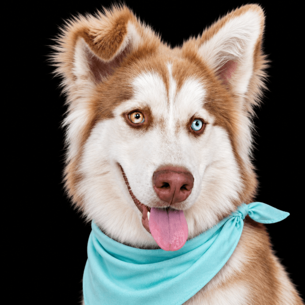 Whiskey - Husky