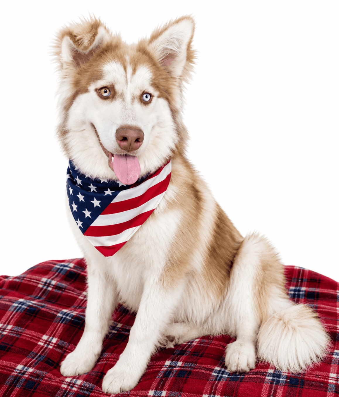 Husky Husky - Husky