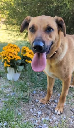 Yellow Lab Mix image 3