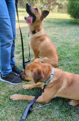 Yellow Lab Mix image 4