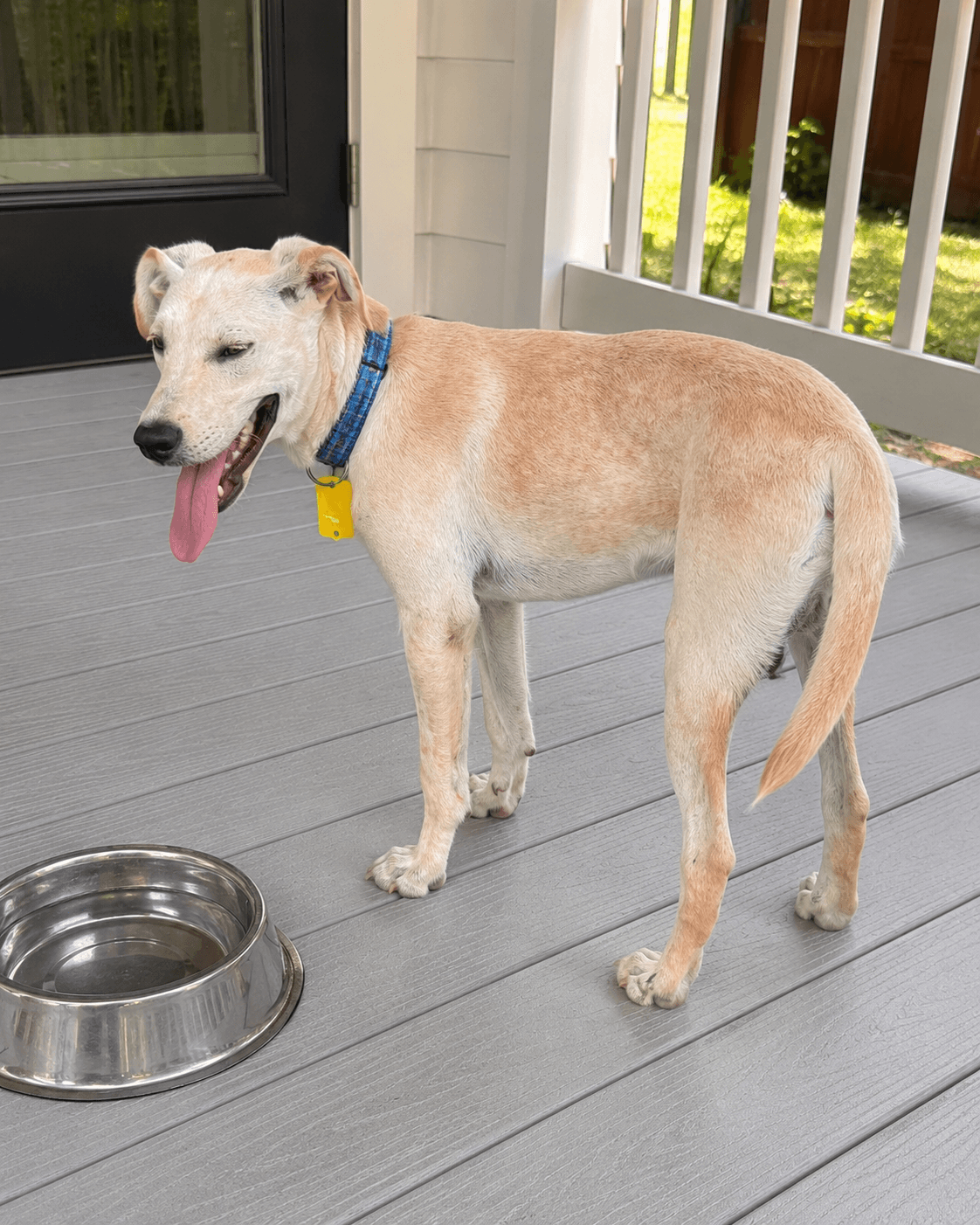 Rhett - Yellow Labrador Retriever