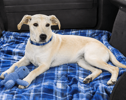 Rhett image 4