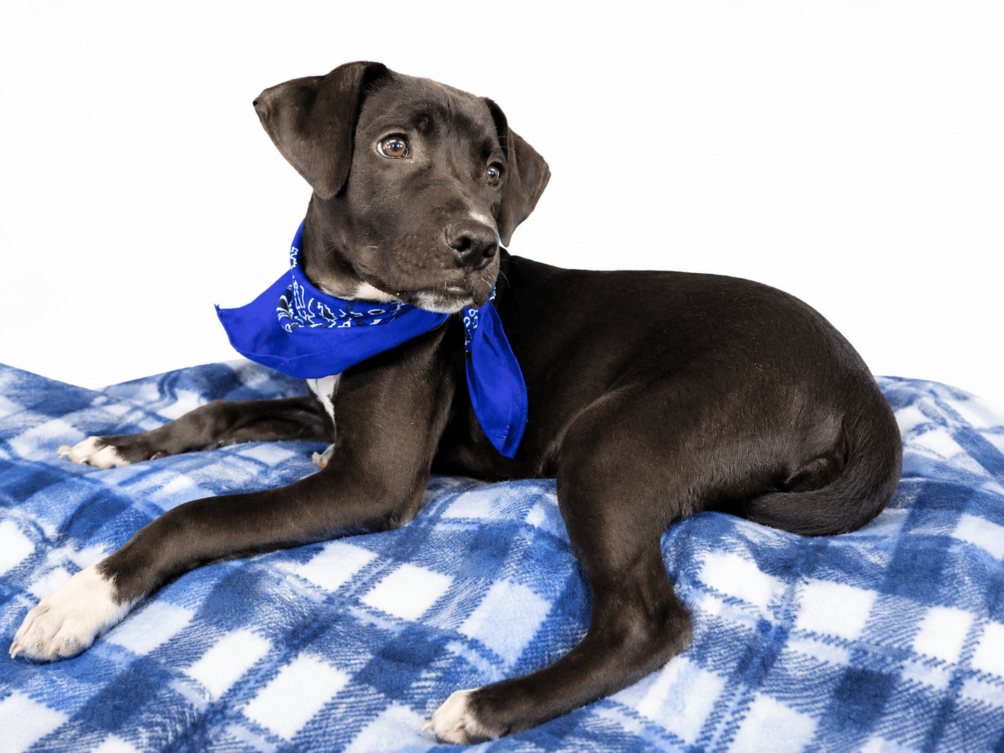Pepper - Black Labrador Retriever
