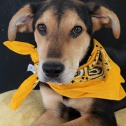 Woody image 1