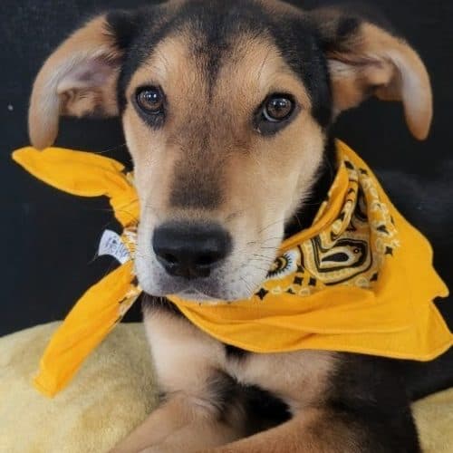 Woody - Australian Shepherd