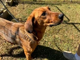 Buddy image 1