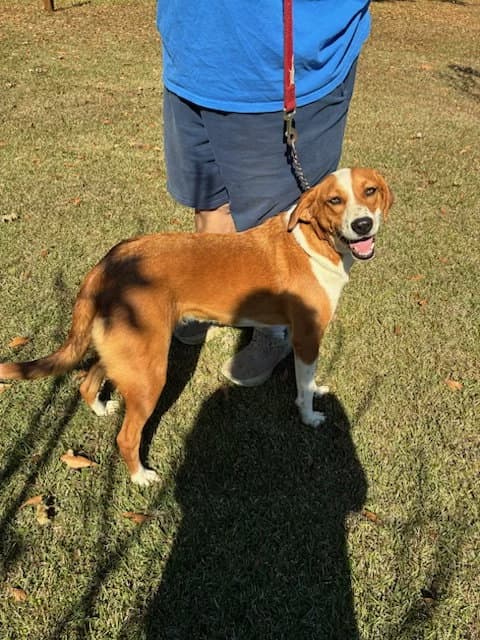 Lady - Labrador Retriever