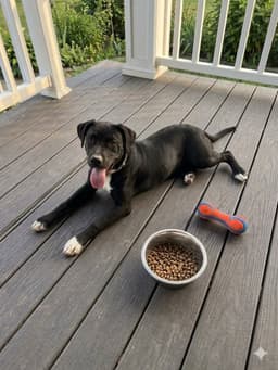 Black Lab Mix Pup image 1