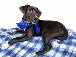Black Lab Mix Pup image 2