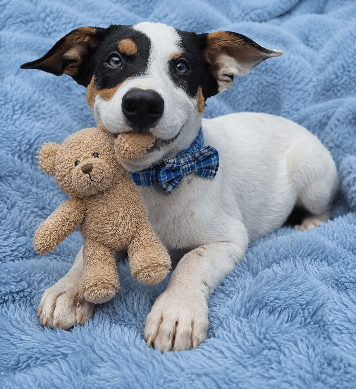 Vance - Jack Russell Terrier