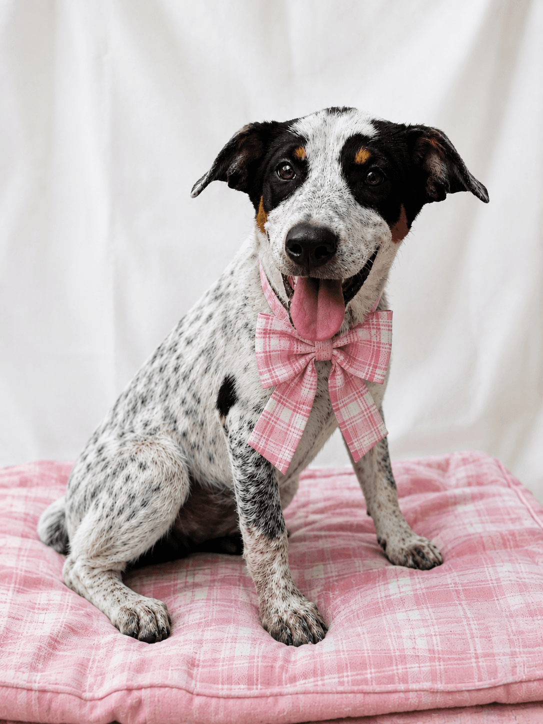 Veto - Jack Russell Terrier