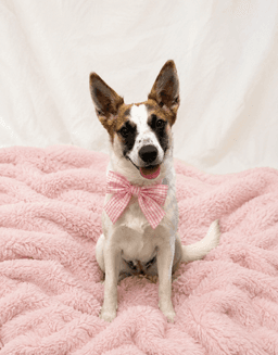 Jack Russell  Jack Russell image 1