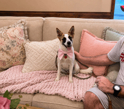 Jack Russell  Jack Russell image 2