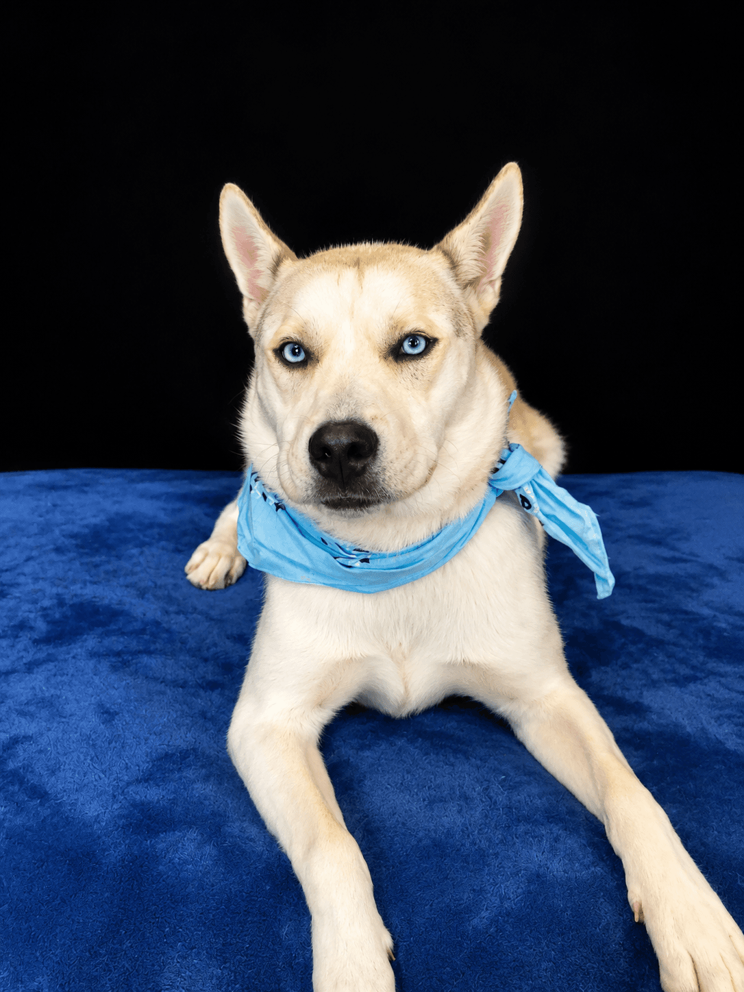 Siberian Husky White Blue Eyes - Siberian Husky