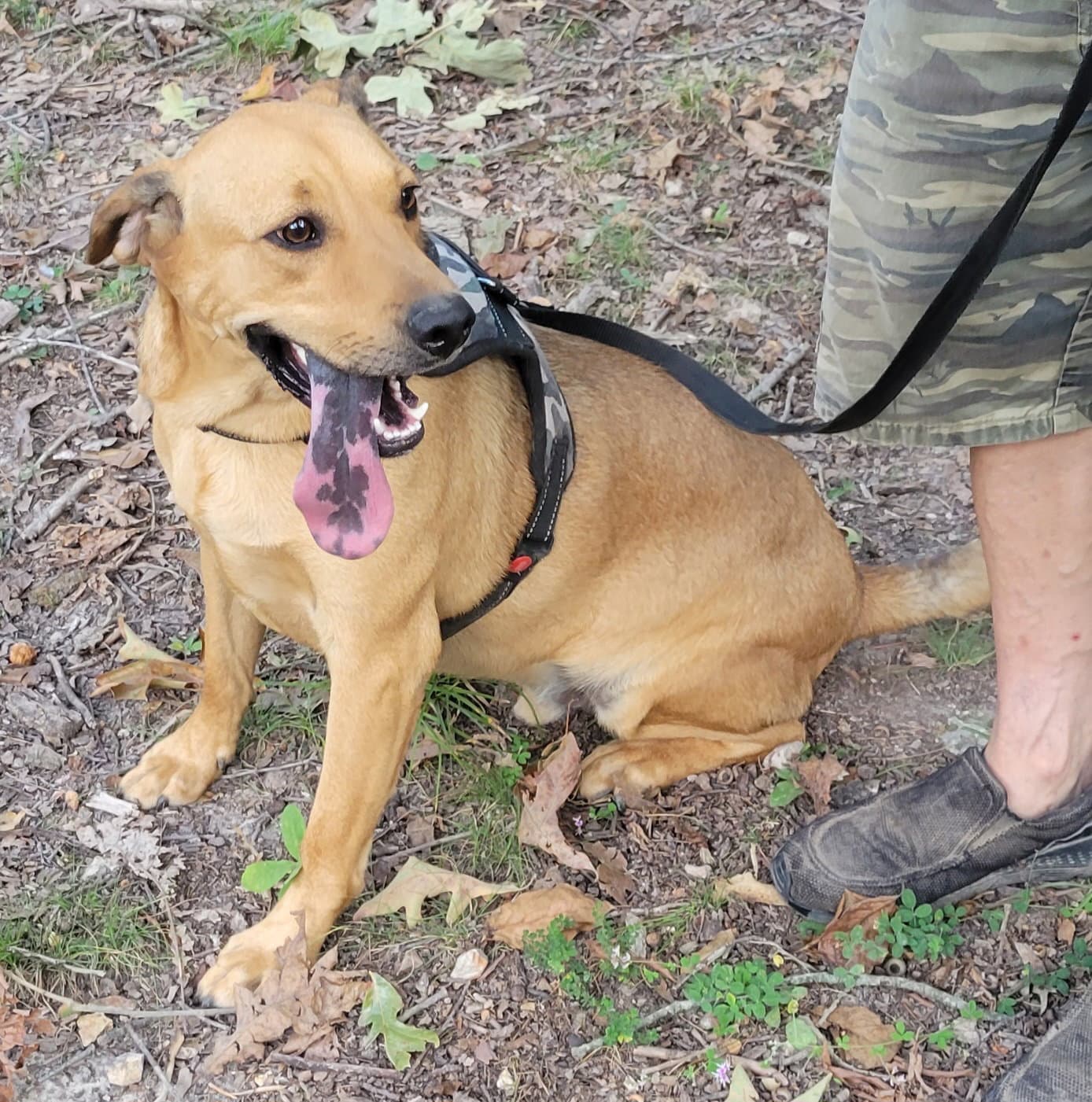 Ej - Redbone Coonhound